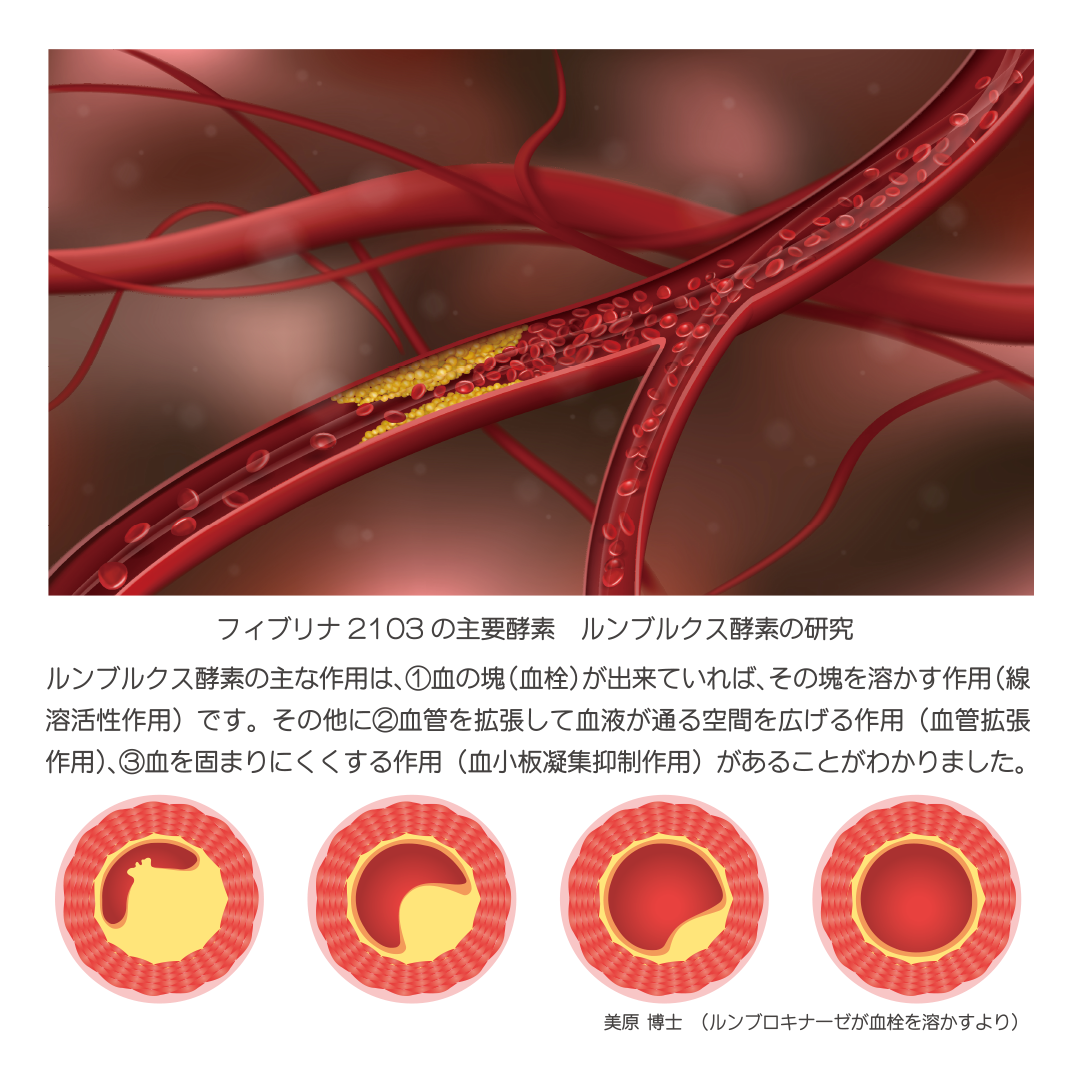 再生ヘルスケア研究所 / FIBRINA2103 [300mg×90粒]